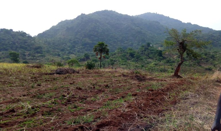 mont djou